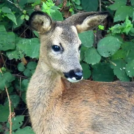 B&B Escale D'hotes Au Coeur Du Vieux Entre Namur Et Dinant