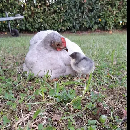 Escale D'hotes Au Coeur Du Vieux Entre Namur Et Dinant B&B 프로폰데빌