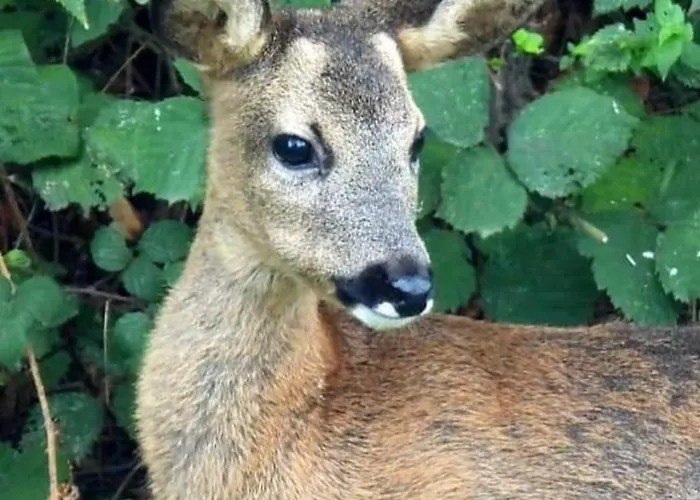 Nocleg ze śniadaniem Escale D'hotes Au Coeur Du Vieux Entre Namur Et Dinant
