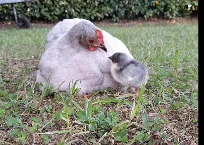 Escale D'hotes Au Coeur Du Vieux Entre Namur Et Dinant Nocleg ze śniadaniem Profondeville